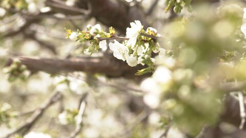 Recent record warmth impacting Niagara County growers