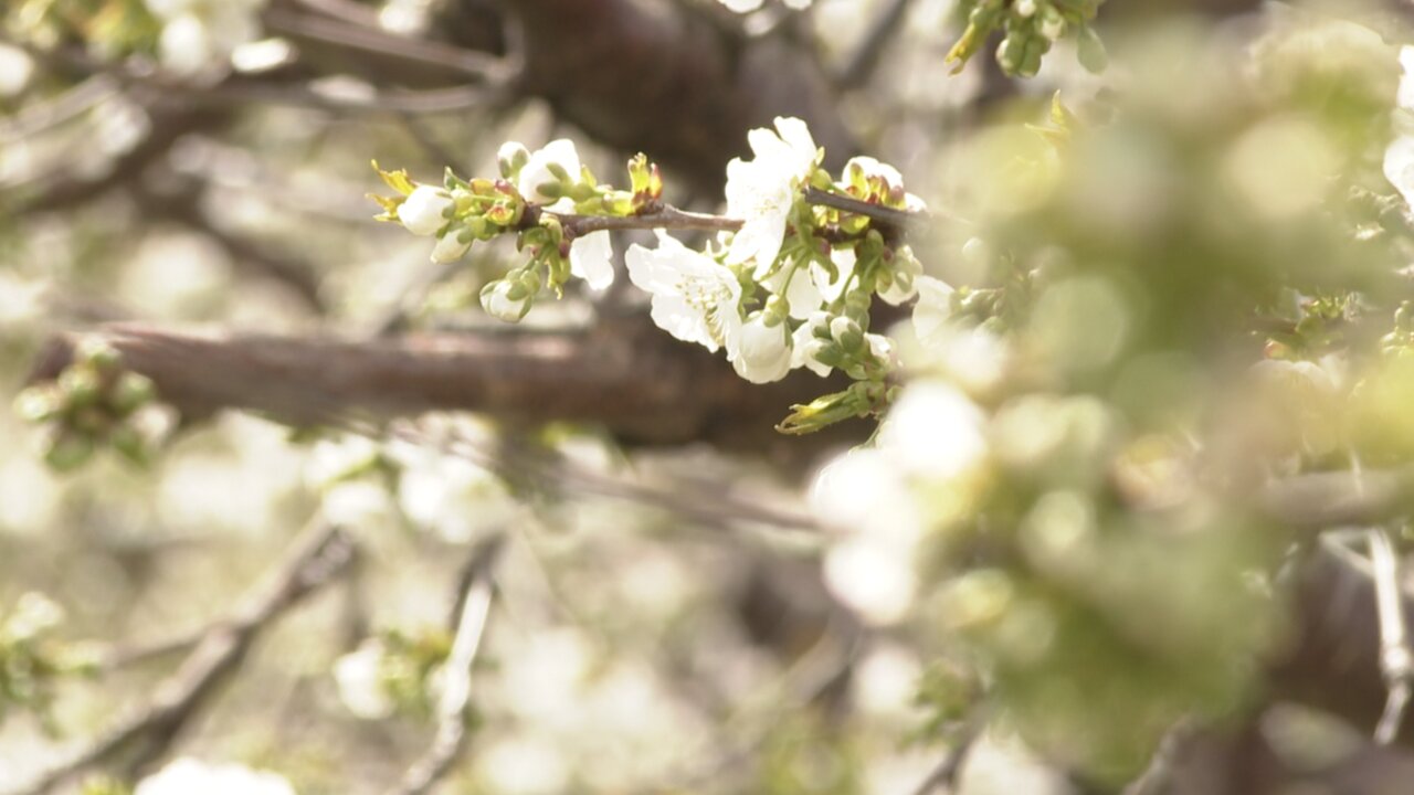 Recent record warmth impacting Niagara County growers