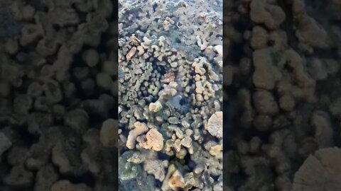 Anyone know what this is???