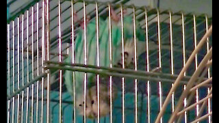 IECV PBV #34 | 👀 Bert Hanging Upside Down Even Grooms Him Self 🐤 2-19-2016