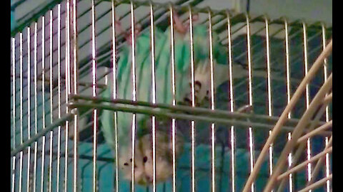 IECV PBV #34 | 👀 Bert Hanging Upside Down Even Grooms Him Self 🐤 2-19-2016