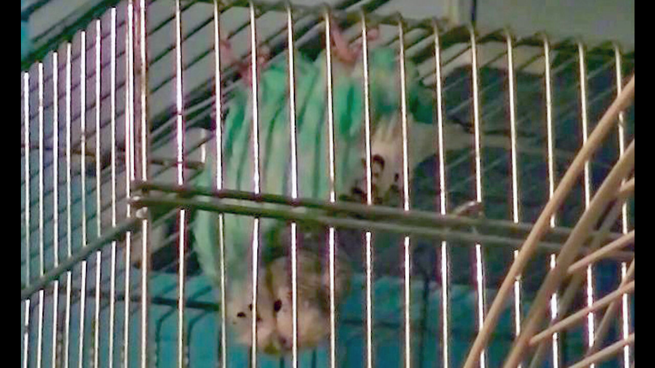 IECV PBV #34 | 👀 Bert Hanging Upside Down Even Grooms Him Self 🐤 2-19-2016