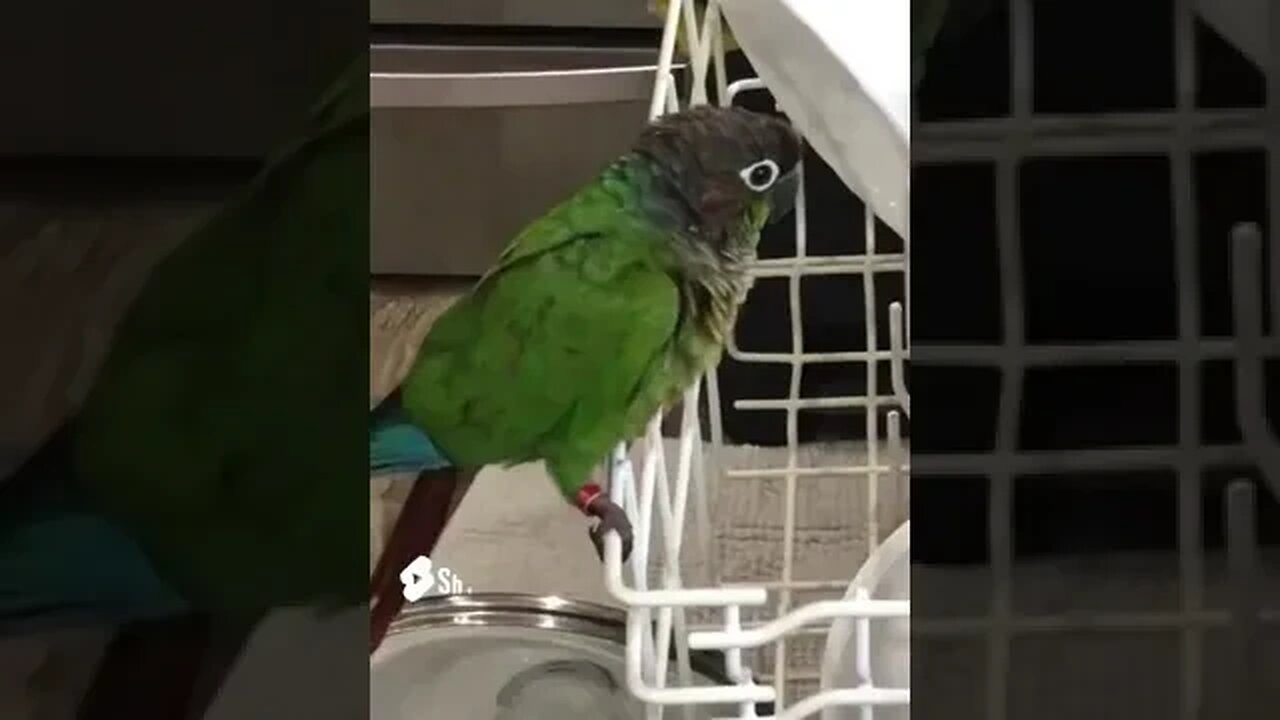 My bird on my dishwasher