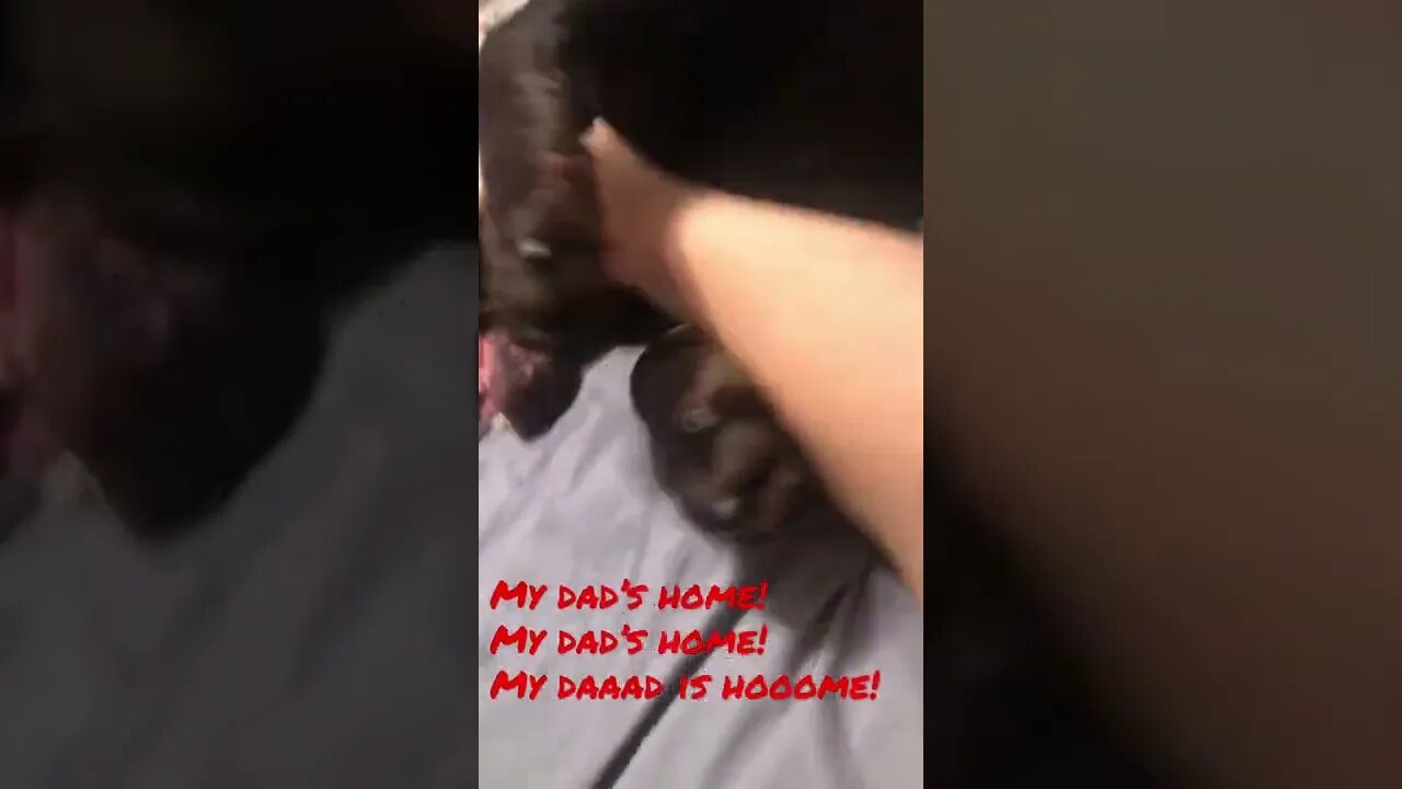 #Labrador is happy to see me! #Shorts #shortsvideo Subscribe, Follow, Share!