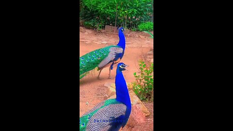 When the nature calls