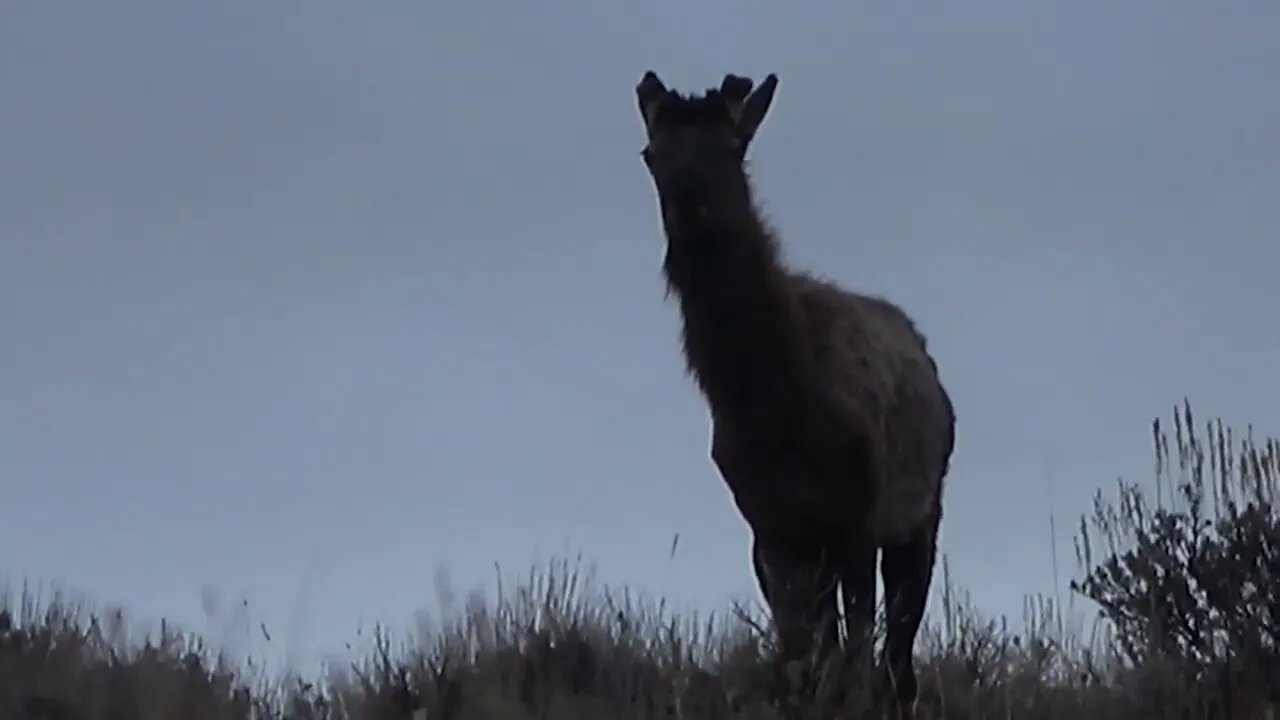 Very young Bull Elk starting to grow his rack!