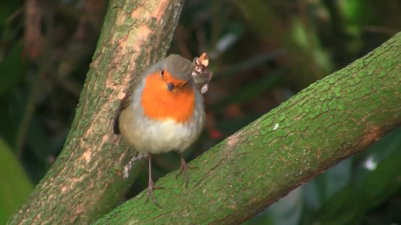 Beautiful Birds