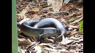 Egernia Major (Land Mullet) territorial dispute