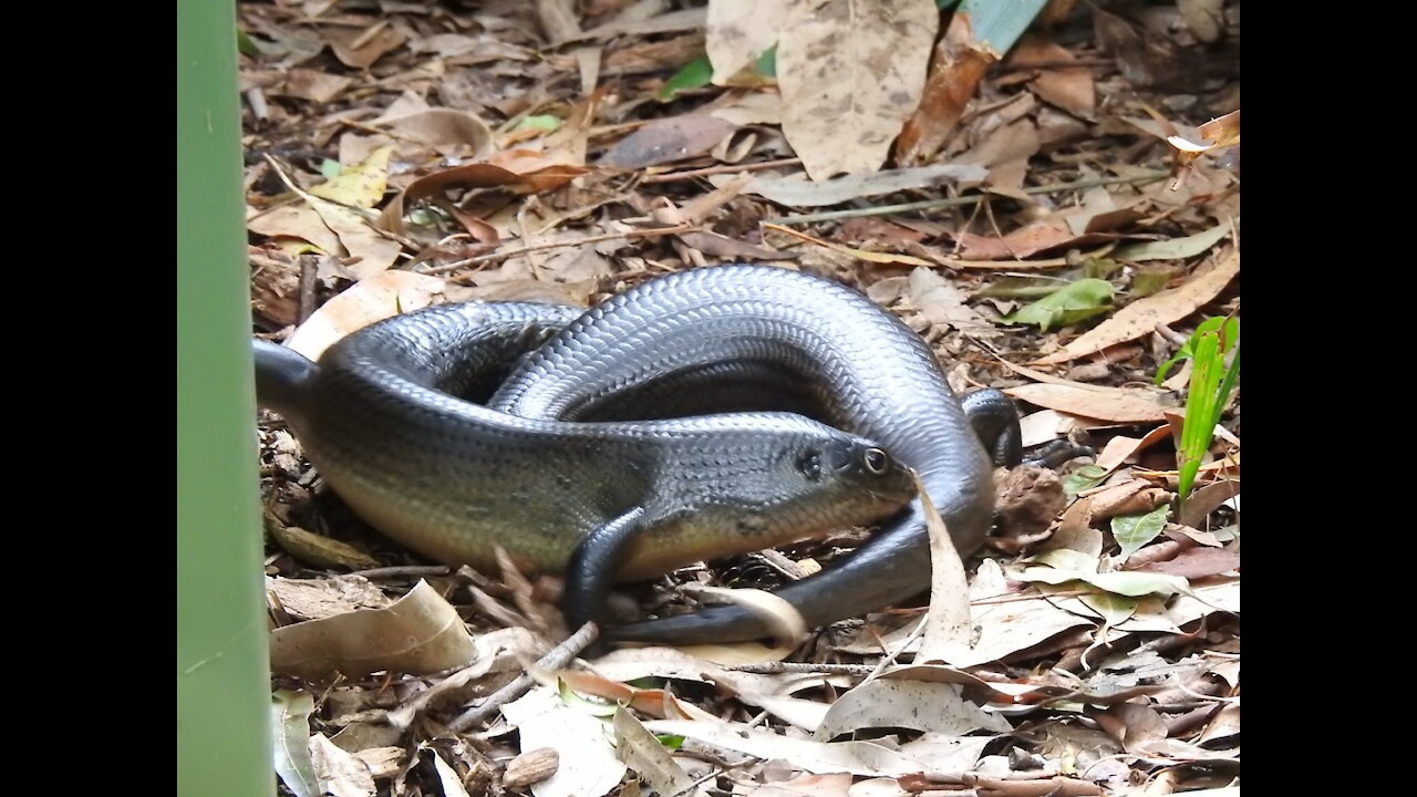 Egernia Major (Land Mullet) territorial dispute