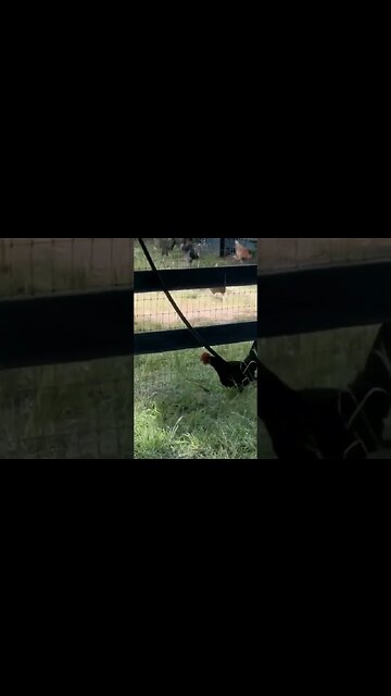 Chickens 🐔 living their BEST life 💖 The Biggest Little Farm 🚜 | Apricot Lane Farm