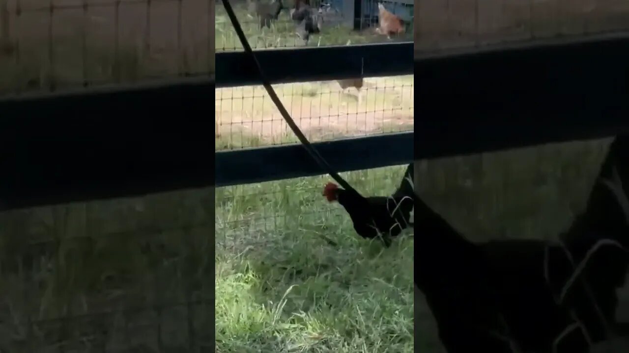 Chickens 🐔 living their BEST life 💖 The Biggest Little Farm 🚜 | Apricot Lane Farm