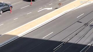 Un kangourou bloque une autoroute d'Australie