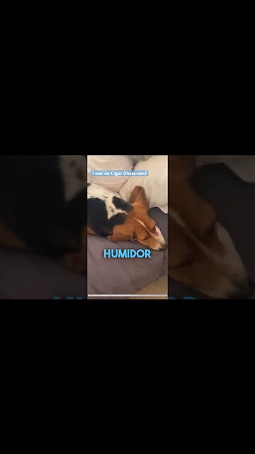 I Was On Cigar Obsession? Well…kinda. 🤷‍♂️ #cigar #cigars #funny #meta