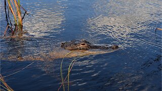Woman Pulls Live Alligator From Pants At Traffic Stop