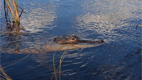 Woman Pulls Live Alligator From Pants At Traffic Stop