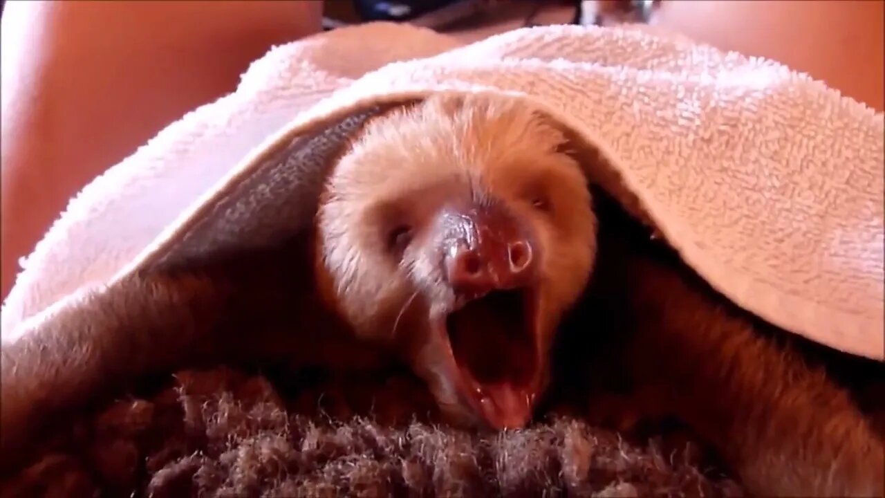Baby Sloths Being Sloths FUNNIEST Compilation