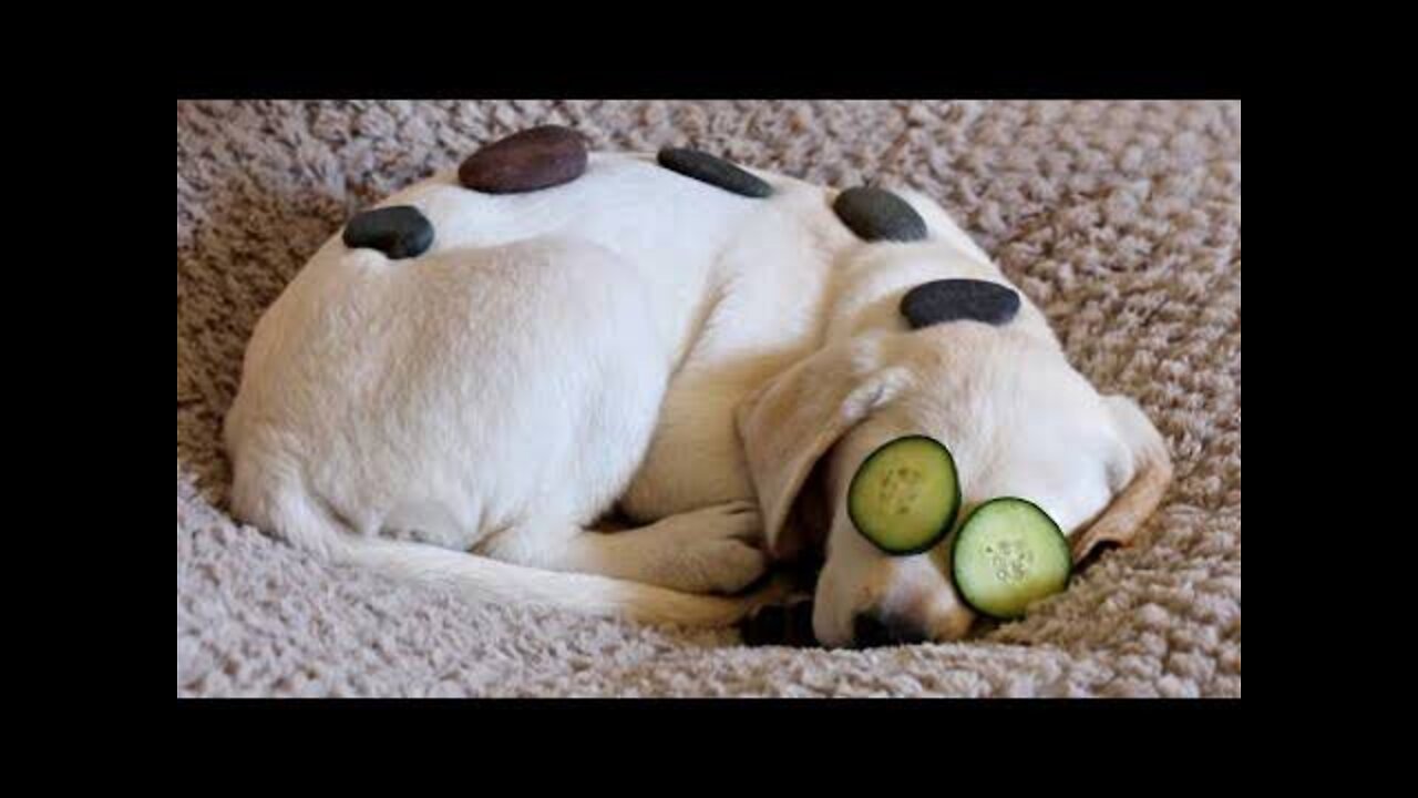 Most Viral DOGS on the internet! 🐶 Ultimate Funny Dogs Compilation! 🐶