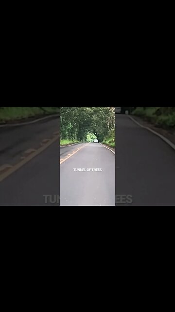 TREE TUNNEL RD., KŌLOA