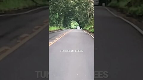 TREE TUNNEL RD., KŌLOA