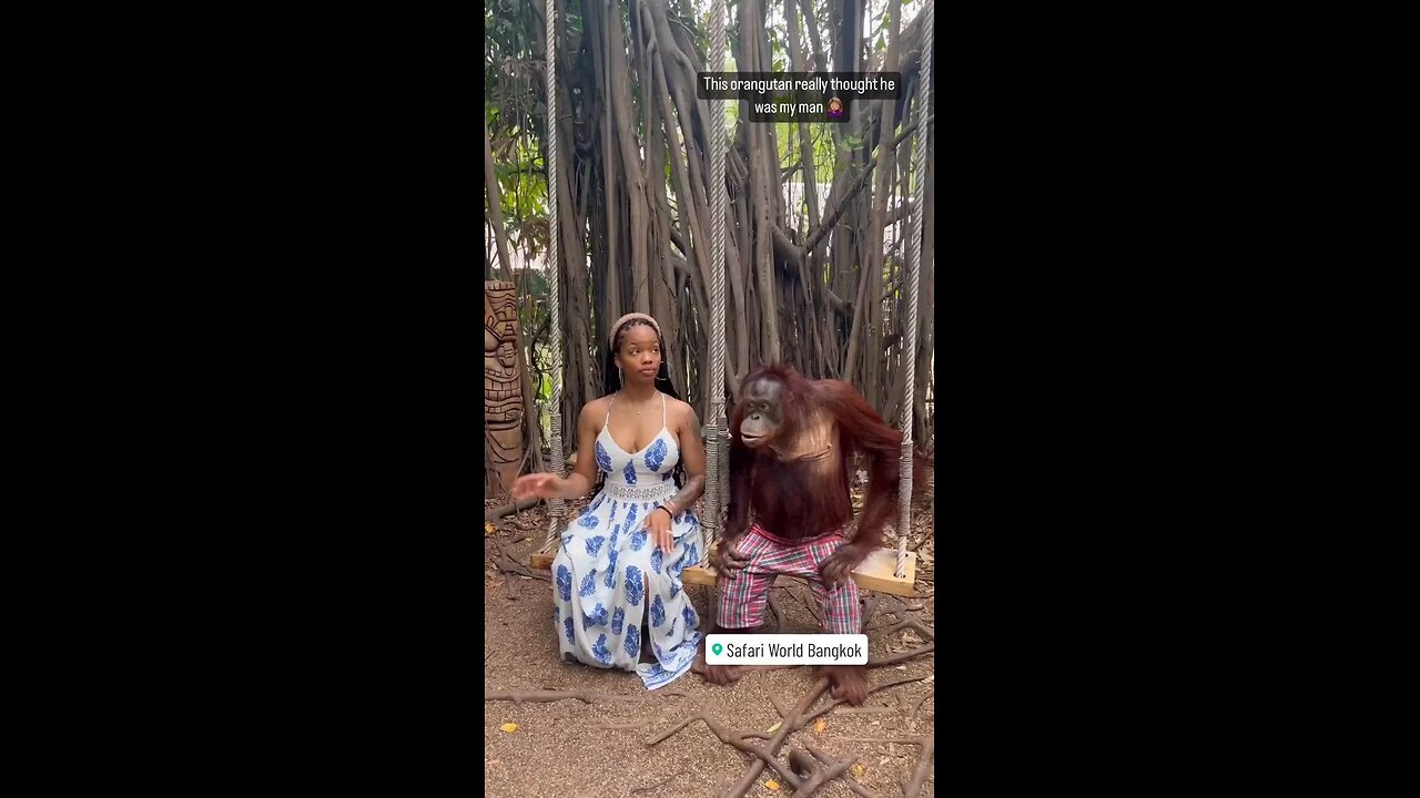 What is this chimpanzee wants merry to this girl or not. Chimpanzee loves black lady