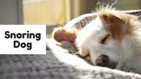 Listen How This Dog Snors