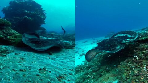 Cowtail Stingray