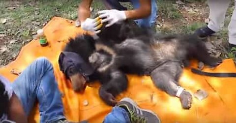 Cucciolo di orso viene salvato dal filo spinato