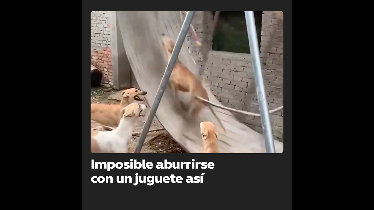 Un grupo de perros encuentra el juguete “perfecto“