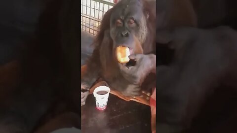 funny monkeys #animals #shortsvideo #shorts #funnyanimals #funnyvideo #monkeys
