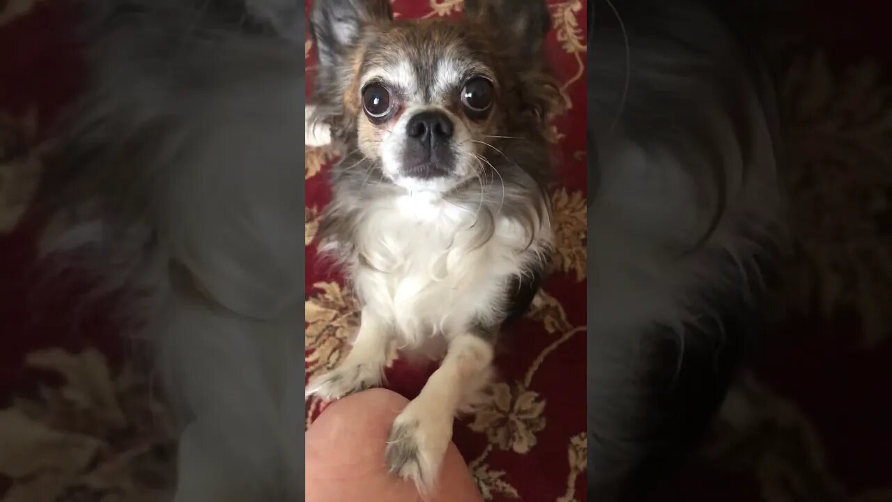 My love 😍 #love #pets #chihuahua #funnyvideo #shorts