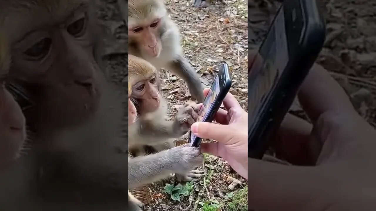 Monkey funny video || cute 🐵 monkey #longvidio #short #amazing #globalAmazing #monkeyfunnyvideo