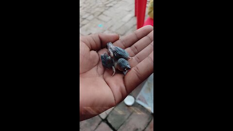 cute little bird 🐦|| 🕊️ life #bird #new# viral