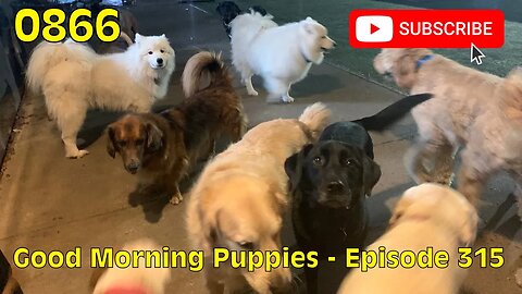 [0866] GOOD MORNING PUPPIES - EPISODE 315 [#dogs #doggos #doggos #puppies #dogdaycare]