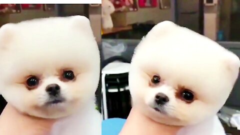 Cute baby dog funny new video