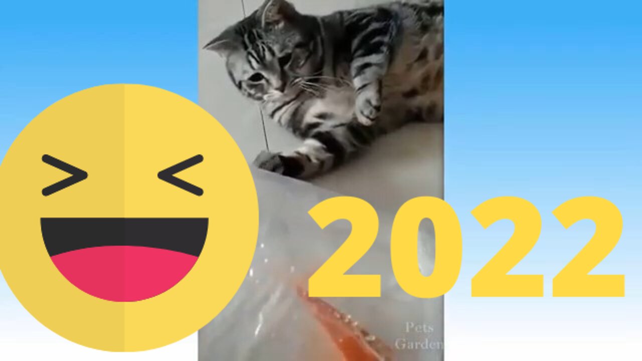 Funniest Animals 🐧 - Funny animal videos can't help but laugh 2022 | funny animals 2022 | funny dogs