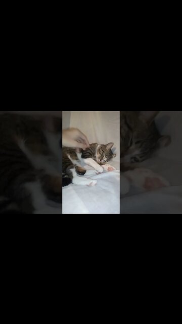 Cat Has Green Flames in His Eyes #shorts