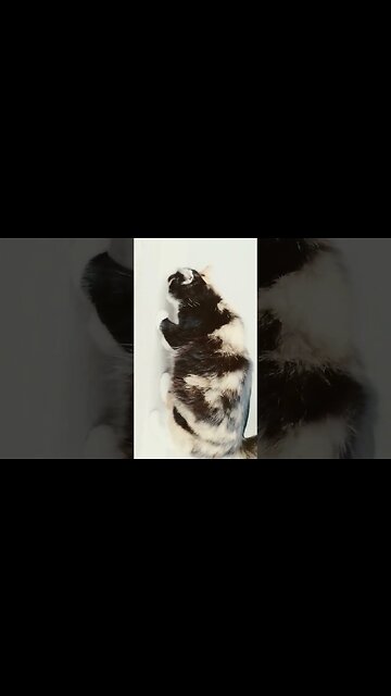 Persian Cats - December 29, 2022 #cats #persian #supportmychannel #blackcats #white #brown #cats