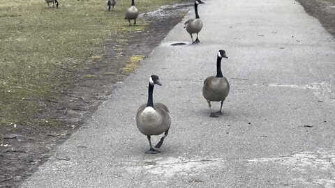 Canada Geese think I am Santa