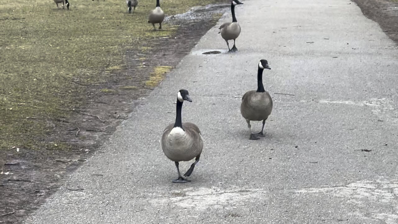 Canada Geese think I am Santa