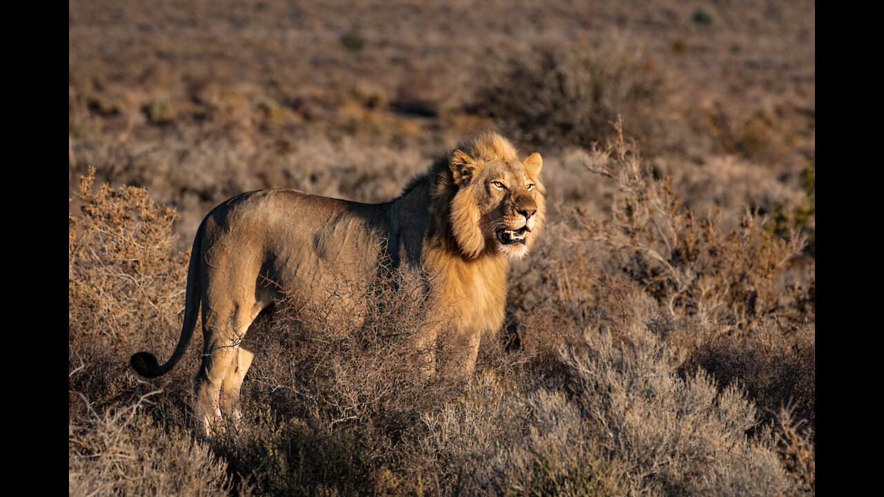 OMG...Buffalo Attack and Kill A Lion