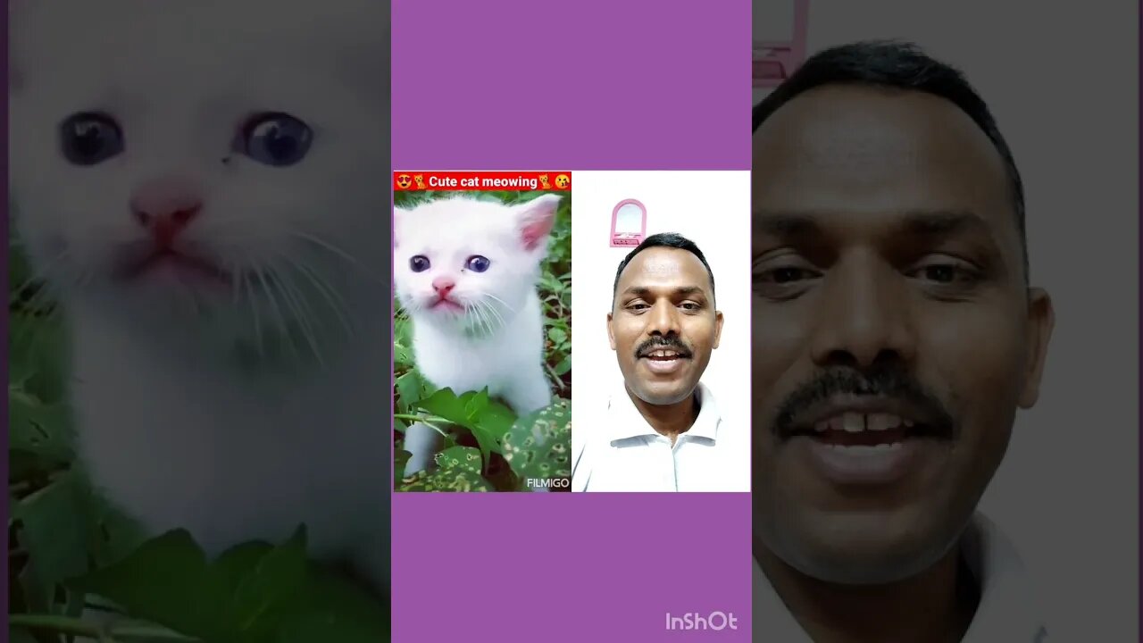 white cute cat 🐈🐈😺😺 short video