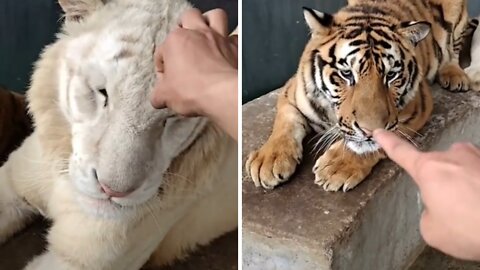 Tres tigres que de creen gatos.