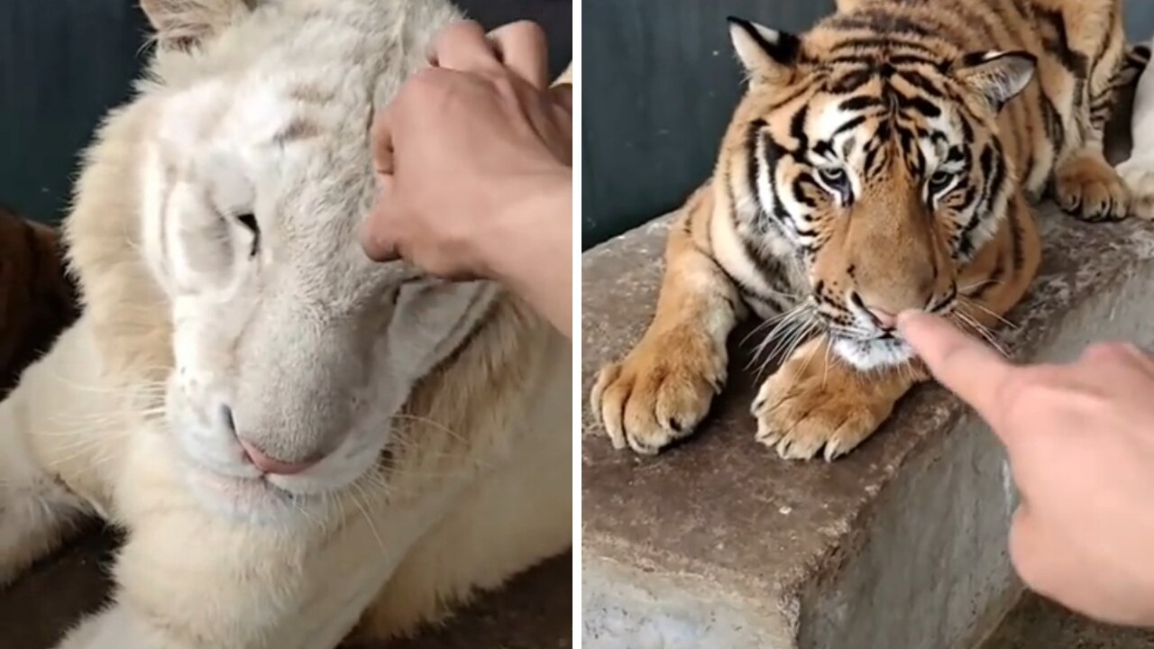 Tres tigres que de creen gatos.