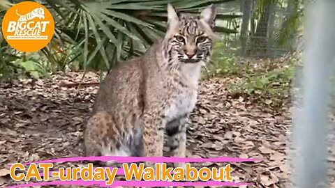 Big Cat Rescue LIVE Q&A with Brittany at Big Cat Rescue 03 19 2023