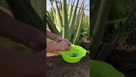 Aloe vera can get out of control when they are grown in the right conditions They take over their 3