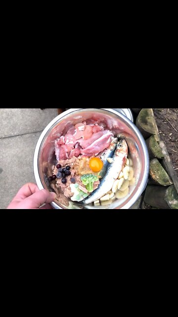 Dog Eats Raw Food! Good or Bad?? #Shorts #rottweiler #rawfood