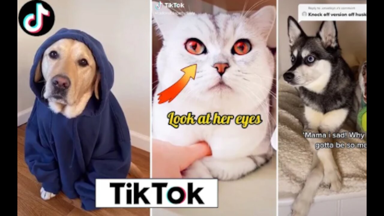 CUTE AND FUNNY ANIMALS TO BRIGHTEN YOUR DAY