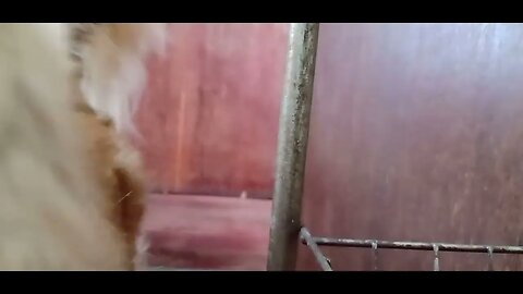#dogshow , #animals , #dogs