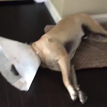 A Dog Howls Along To Harmonica Music