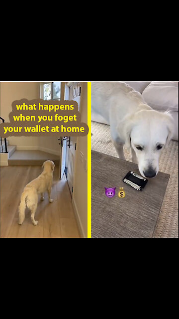 It's Time To LAUGH With Smart Dog